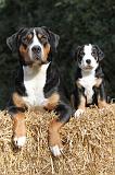 GRAND BOUVIER SUISSE 017